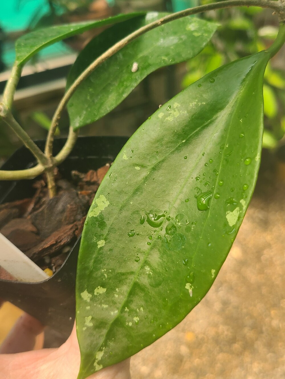 Hoya AH-047 - Picture 3 of 7